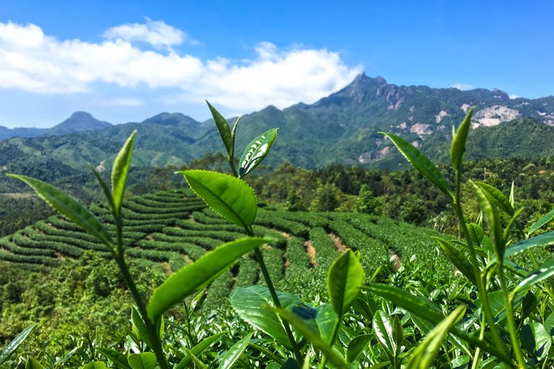潮州茶叶：承载历史的绿色精灵