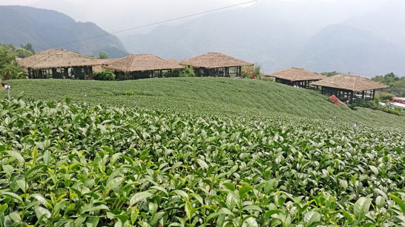 单丛茶批发：把握市场新趋势