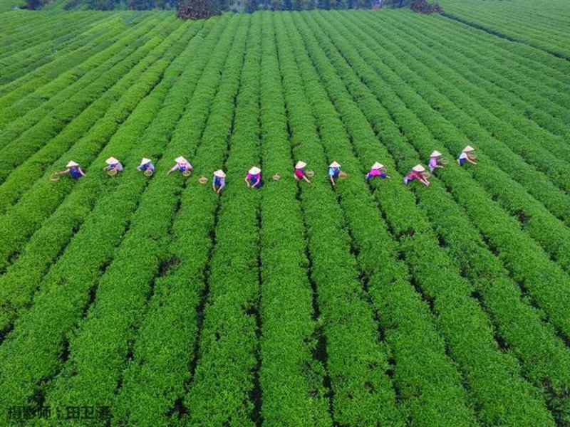 潮州茶叶：品茗间感受历史与文化的交融
