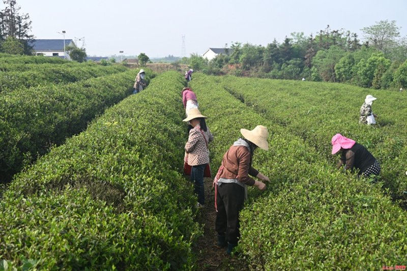 凤凰单丛茶：广东茶叶中的瑰宝