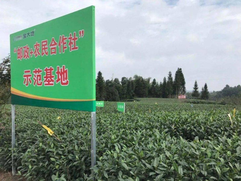 如何选购优质凤凰单丛茶