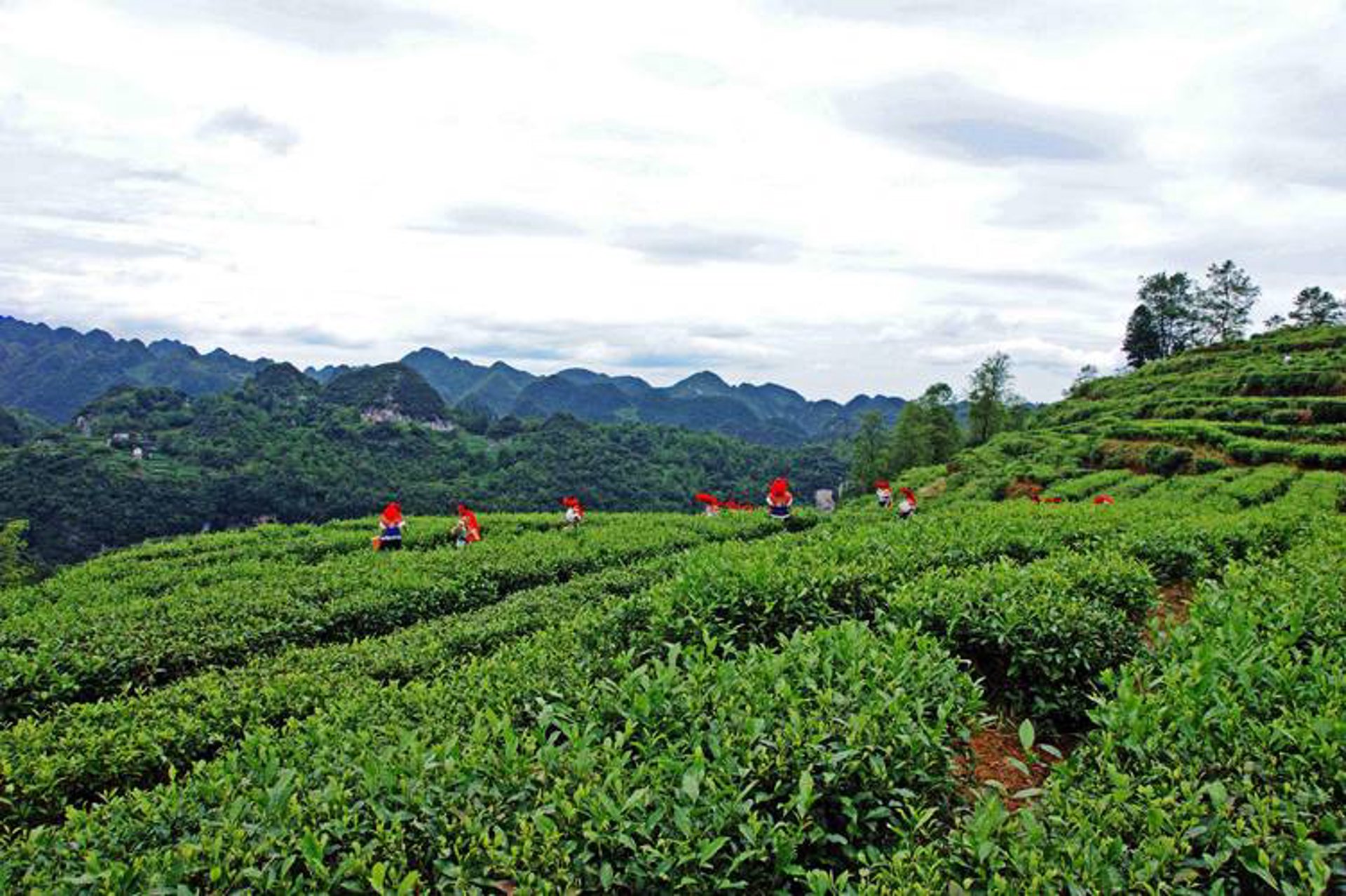 凤凰山外山茶业