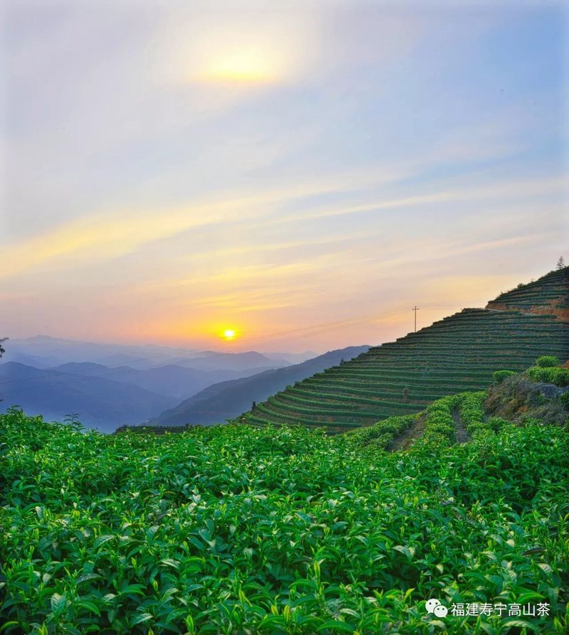 高山茶
