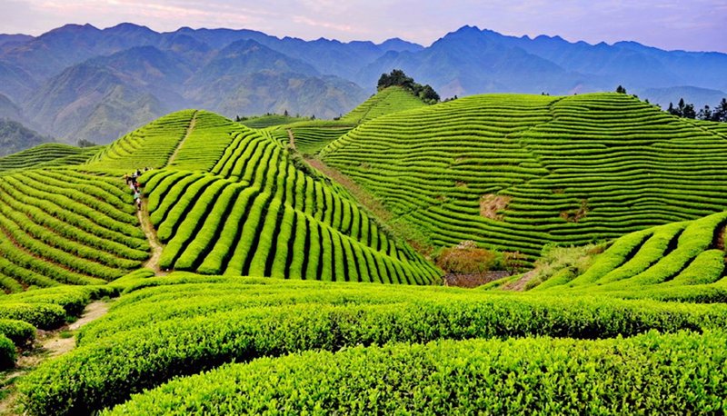 潮州茶叶选购指南
